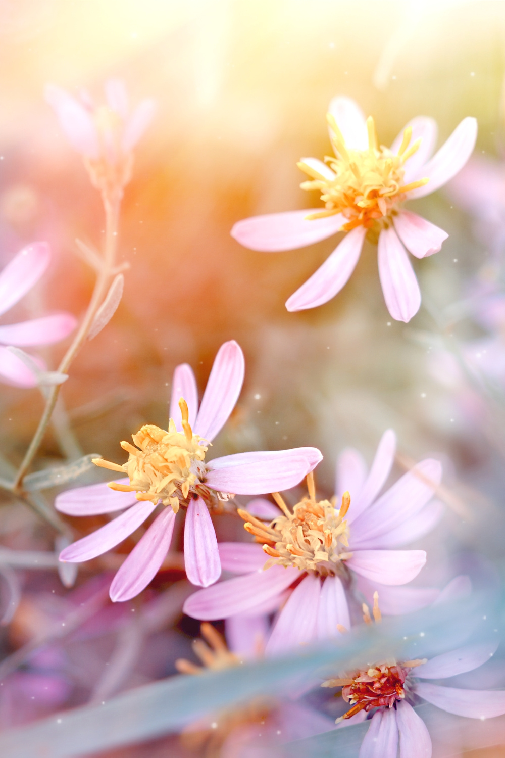 I have five lesser-known manifesting tips that might just be the ah-ha moment you need in your manifesting journey right now.