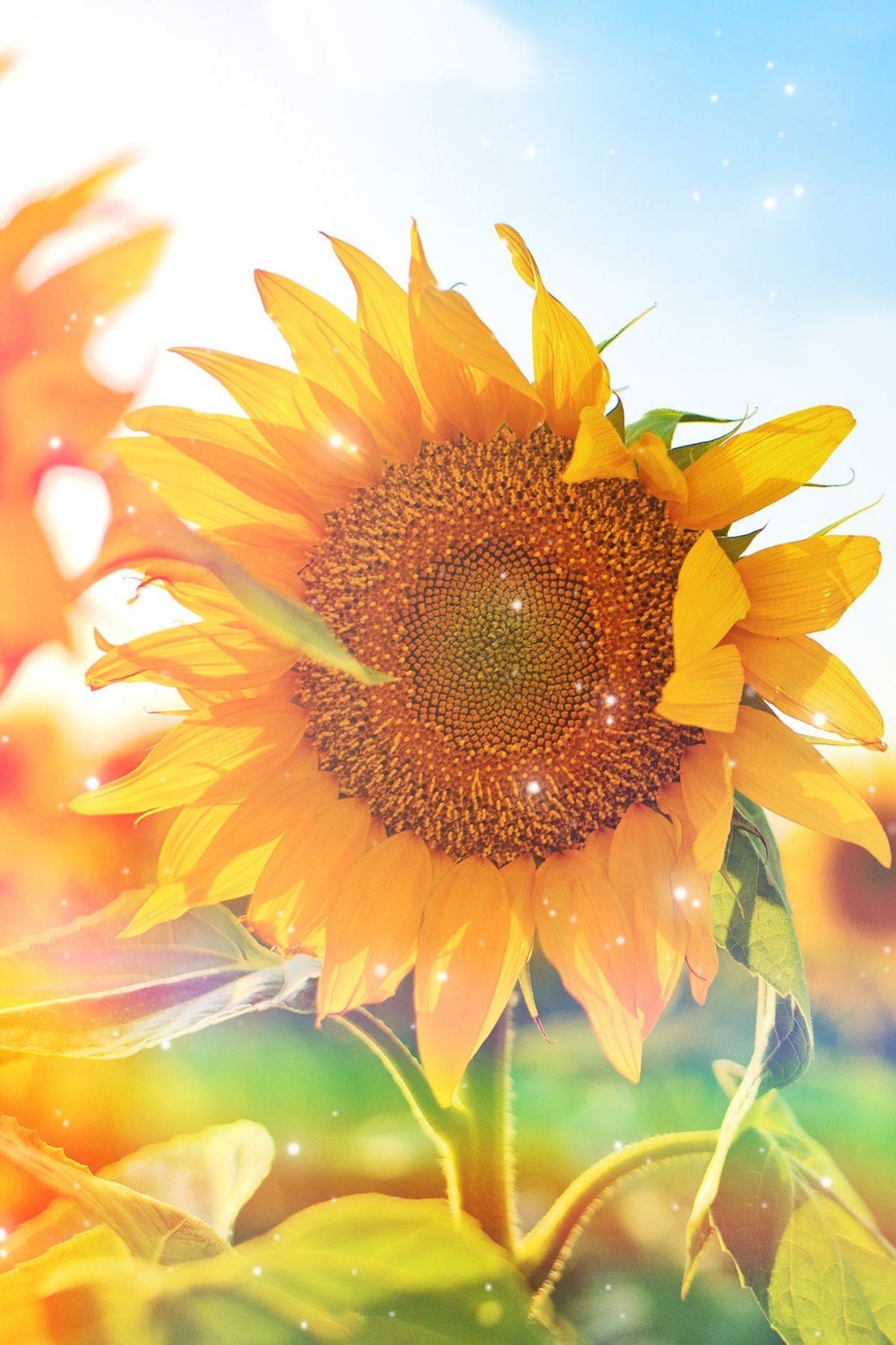 How can you learn reiki for yourself? Reiki is a whole way of life, along with being a powerful technique for spiritual growth and physical rehabilitation. 