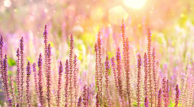 The Law of Attraction is one of the spiritual rules that govern the Universe. Learn all about its magic and how to manifest abundance for yourself here!