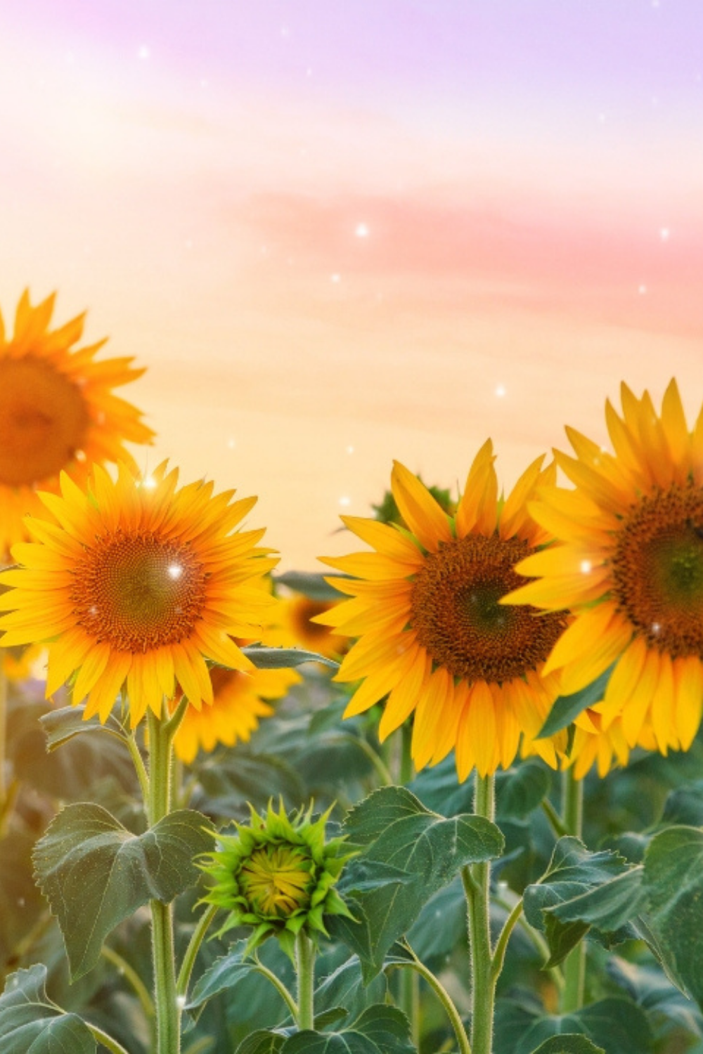 To practice reiki is to have an intimate connection to the universal life force energy. The energy of worry, anger, disrespect, dishonesty, and ingratitude prevent us from developing that bond with the Universal pulsation of love, light, and life.